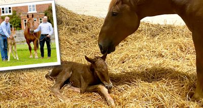 Filly birth offers hope for rare horse breed